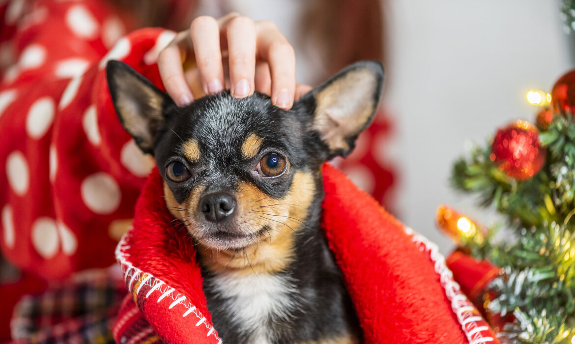 Top Blogs Chihuahua sur Internet