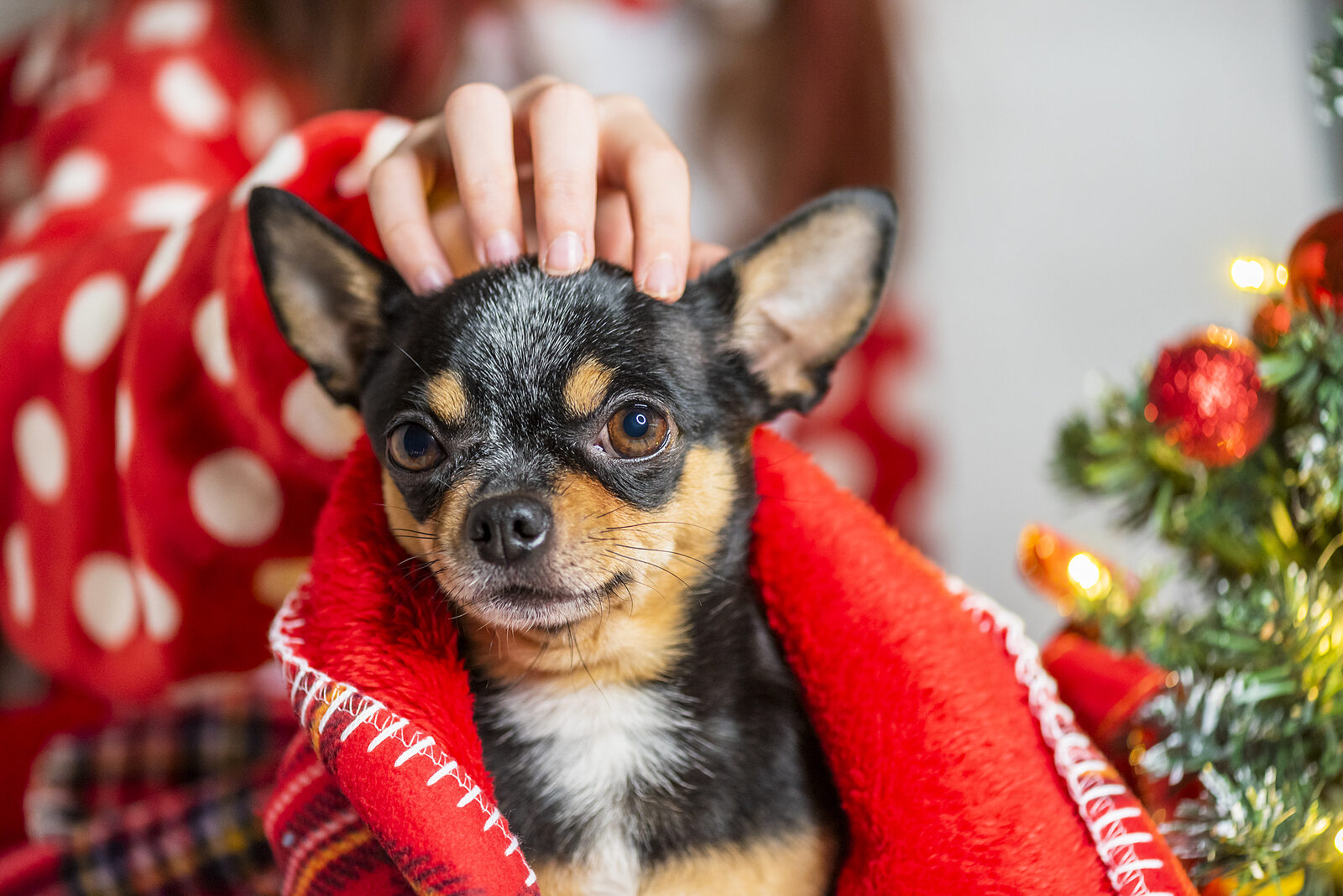 Top Blogs Chihuahua sur Internet