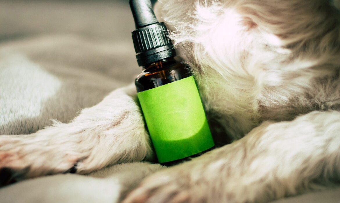 Le CBD : Un guide complet sur le cannabidiol