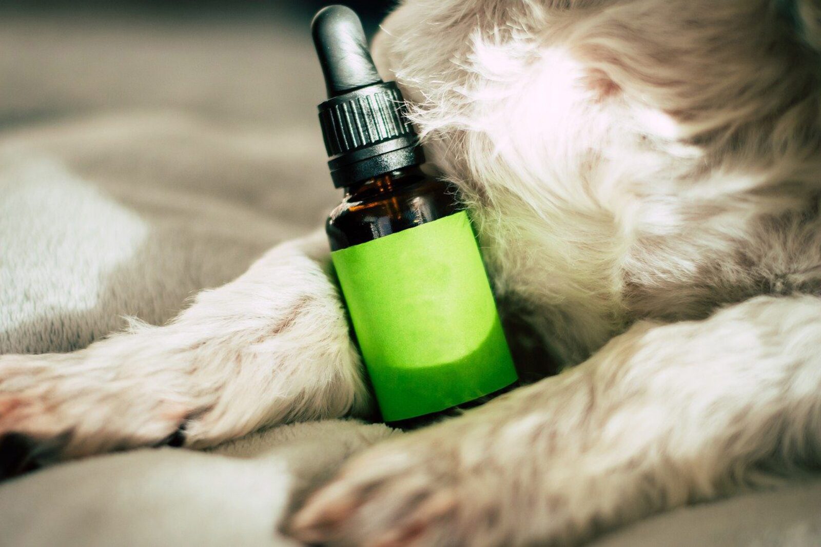 Le CBD : Un guide complet sur le cannabidiol